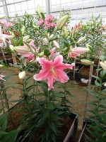 [5229 Sorbonne NES No02.JPG]